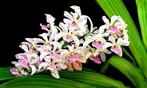 Rhynchostylis gigantea